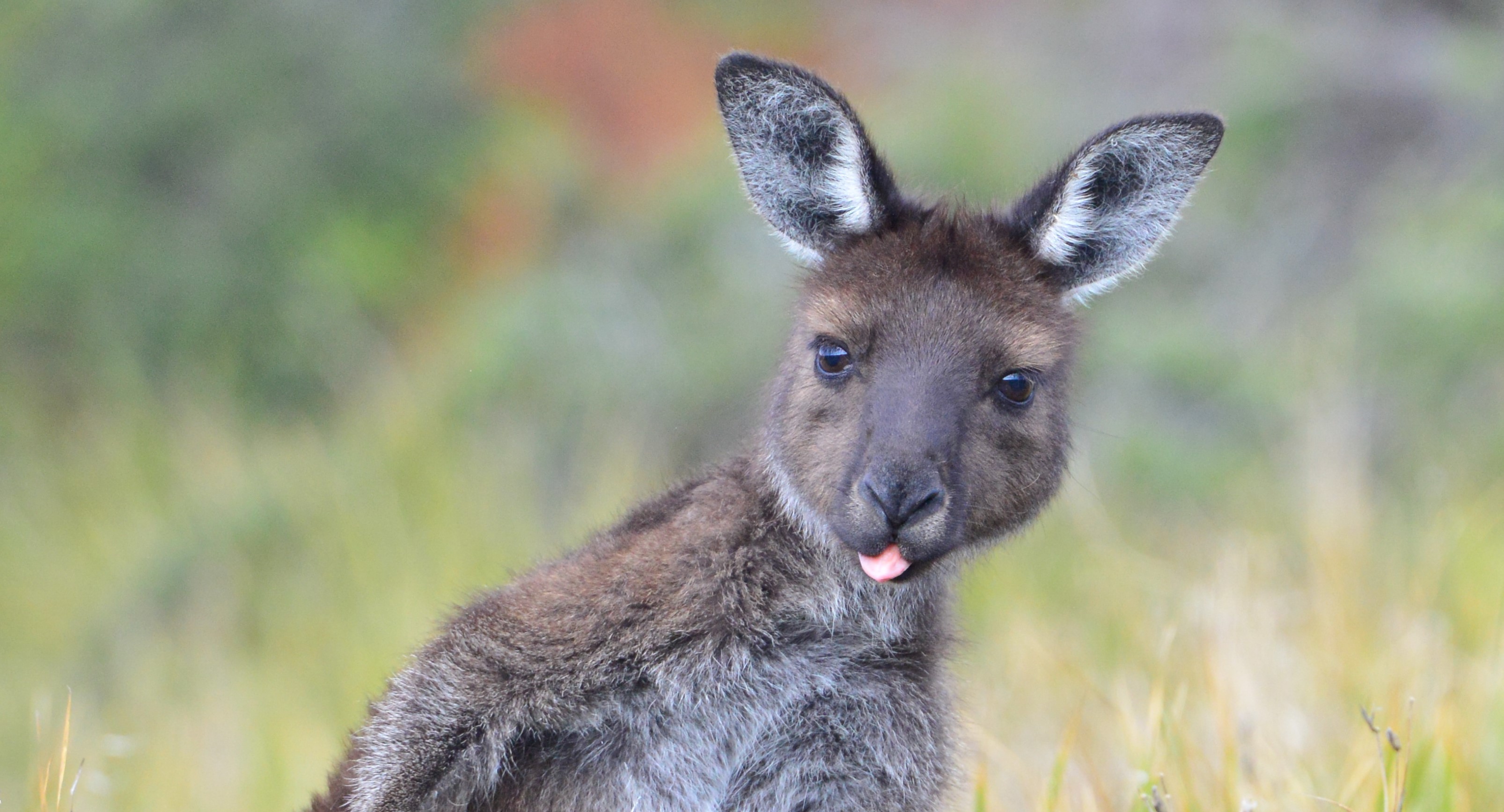 Hanson Bay Wildlife Sanctuary Cabins Wine Selectors